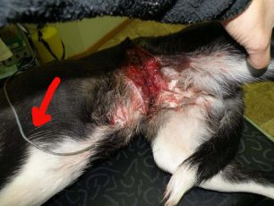 Ηράκλειο Κρήτης: Ο σκύλος παγιδεύτηκε σε συρμάτινη θηλιά κυνηγών